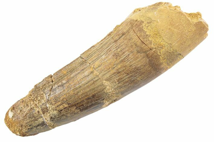 Fossil Spinosaurus Tooth - Real Dinosaur Tooth #360143